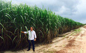 Na foto o Sr. Agostinho Medeiros, Gerente Agrícola da Itapecuru Bioenergia, visitando as plantações de cana de açúcar da companhia.
